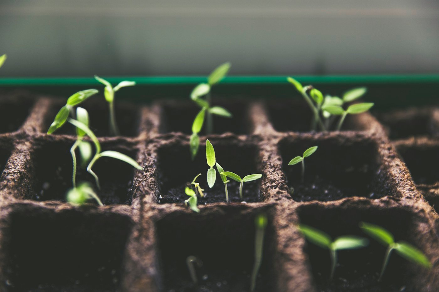 Your first raised bed, one simple step at a time