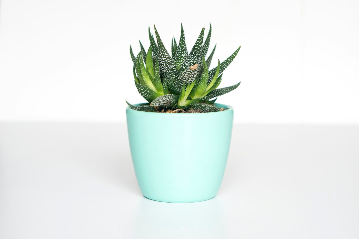 The simple way to stop overwatering your plants